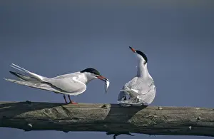Water Birds Drucke: Common tern, common tern, sterna hirundo