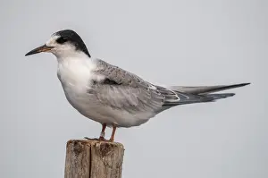 Juvenile Birds Drucke: Common tern, common tern, sterna hirundo
