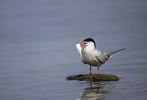 Wildlife Birds Drucke: Common tern, common tern, sterna hirundo