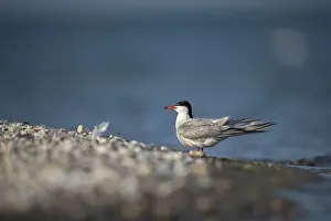 Wildlife Birds Drucke: Common tern, common tern, sterna hirundo