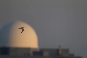Sizewell B Nuclear Power Station Drucke: Common tern (Sterna hirundo)
