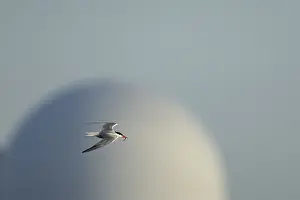 Sizewell B Nuclear Power Station Drucke: Common tern (Sterna hirundo)