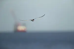 Bird In Flight Drucke: Common tern (Sterna hirundo)
