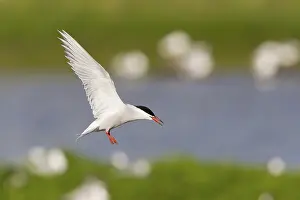 Wading Birds Europe Drucke: Common Tern (Sterna hirundo), in flight