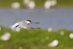 Texel Netherlands Drucke: Common Tern (Sterna hirundo), in flight