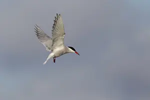 Wading Bird Photos Drucke: Common Tern (Sterna hirundo), in flight