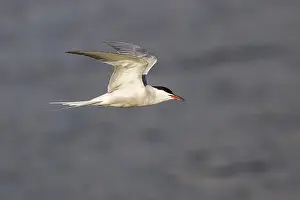 Common Tern In Flight Drucke: Common Tern (Sterna hirundo), in flight