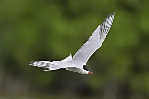 Drucke von Flussseeschwalbe Drucke: Common tern flight print