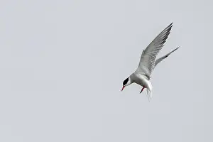 Charadriiformes Species Images Drucke: Common Tern (Sterna hirundo), Schleswig-Holstein