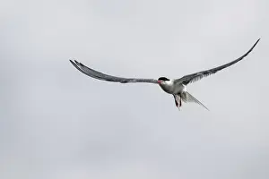 German Wildlife Images Drucke: Common Tern (Sterna hirundo), Schleswig-Holstein