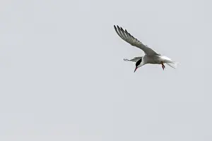 German Water Birds Drucke: Common Tern (Sterna hirundo), Schleswig-Holstein
