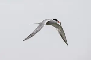 German Bird Photography Drucke: Common Tern (Sterna hirundo), Schleswig-Holstein