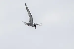 Aquatic Bird Photography Drucke: Common Tern (Sterna hirundo), Schleswig-Holstein
