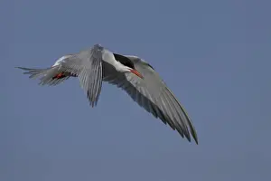 Wading Birds In Nature Drucke: Common Tern (Sterna hirundo), Texel, Netherlands