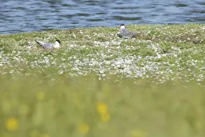 Drucke von Zwei Gemeine Buntseeschwalben (Sterna hirundo) brüten, Vogelnester, Bodenbrüter, Otterstaat, Texel, Nordholland, Niederlande Flussseeschwalbe Drucke: Zwei Gemeine Buntseeschwalben (Sterna hirundo) brüten.