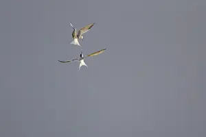 Drucke von Gelbhalssturmvögel (Sterna hirundo), im Flug, kämpfen in der Luft, Texel, Nordholland, Niederlande Flussseeschwalbe Drucke: Gelbhalssturmvogel (Sterna hirundo), in Flug.