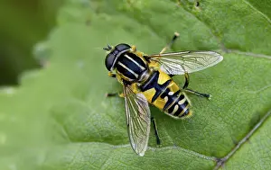 Bilder Datiert 18. Juni 2024: Helophilus pendulus print
