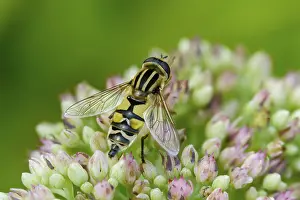 Bilder Datiert 18. August 2024: Helophilus pendulus print