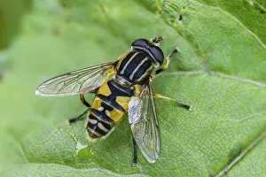 Bilder Datiert 18. Juni 2024: Helophilus pendulus print common tiger hoverfly image