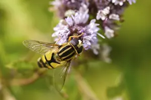 Bilder Datiert 18. August 2024: Helophilus pendulus print