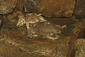 Common Toad Drucke: Common toad, Bufo bufo