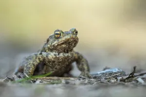 Northern German Wildlife Drucke: Common toad (Bufo bufo), Ahlhorn