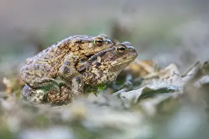 Natural Environment North Germany Drucke: Common toad (Bufo bufo), Ahlhorn