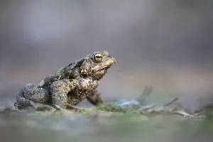 Northern German Wildlife Drucke: Common toad (Bufo bufo), Ahlhorn