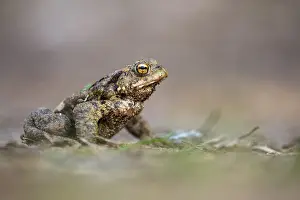 Northern German Fauna Drucke: Common toad (Bufo bufo), Ahlhorn