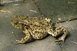 Common Toad Drucke: Common Toad, Bufo Bufo, Common Toad