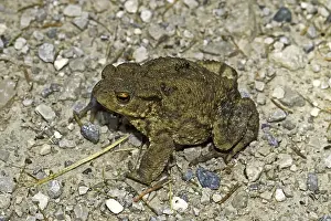 Common Toad Drucke: Common Toad, Bufo Bufo, Common Toad