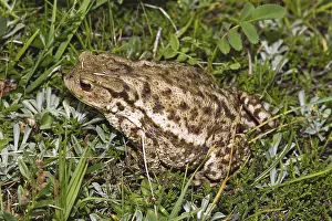 Common Toad Drucke: Common Toad, Bufo Bufo, Common Toad