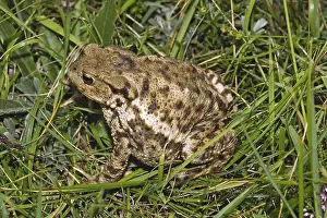 Common Toad Drucke: Common Toad, Bufo Bufo, Common Toad
