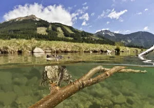 Drucke von 'Grünfrosch (Bufo bufo-Komplex) sitzt unter Wasser auf einem Ast und schaut aus dem Wasser, Bergsee, Steiermark, Österreich' See Drucke: Common toad (Bufo bufo-Komplex) sitzt unter Wasser auf einem Ast und schaut aus dem Wasser heraus