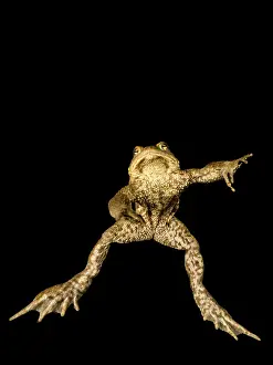 Drucke von Gemeiner Kröte (Bufo bufo komplex) unter Wasser in einem Bergsee, Steiermark, Österreich See Drucke: Gemeiner Kröte (Bufo bufo-Komplex) unter Wasser in einem Bergsee.