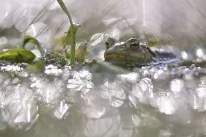 Common Toad Drucke: Common toad (Bufo bufo) in forest pond
