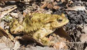 Common Toad Drucke: Common toad (Bufo bufo) between leaves
