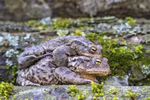 Wildlife Photography Austria Drucke: Common toad (Bufo bufo), mating