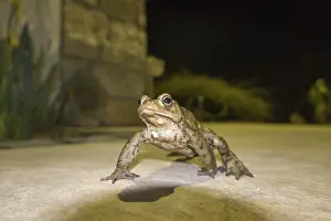 Dark Atmosphere Photography Drucke: Common toad (Bufo bufo) at night on a terrace