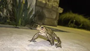 Common Toad Drucke: Common toad (Bufo bufo) at night on a terrace