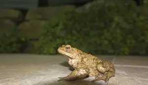 Common Toad Drucke: Common toad (Bufo bufo) at night on a terrace