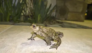 Common Toad Drucke: Common toad (Bufo bufo) at night on a terrace