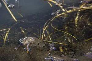 Common Toad Drucke: Common toad (Bufo bufo) at night on a terrace