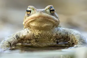 Common Toad Drucke: Common Toad (Bufo bufo), North Hesse