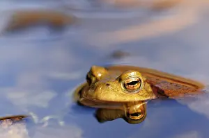 Germany Rural Landscape Photography Drucke: Common toad (Bufo bufo) reflected in water