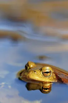 Animal Head Shot Germany Drucke: Common toad (Bufo bufo) reflected in water