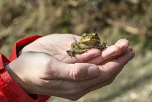 Common Toad Germany Drucke: Common toad (Bufo bufo) sits on hand