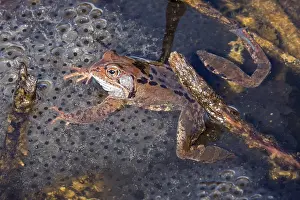 European Toad Habitat Drucke: Common toad (Bufo bufo) sitting in the water on spawn