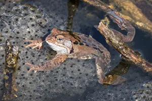 Moor Pond Wildlife Drucke: Common toad (Bufo bufo) sitting in the water on spawn