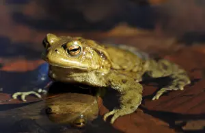 Common Toad Drucke: Common Toad (Bufo bufo) on spawning grounds